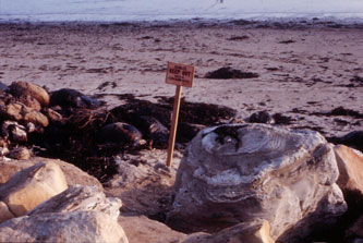 Santa Barbara oil spill 1969