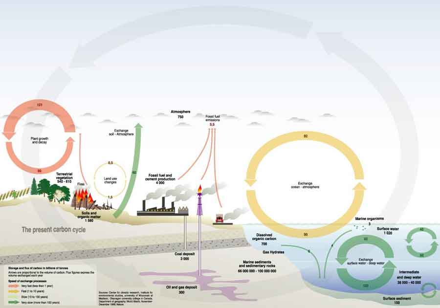 carbon cycle