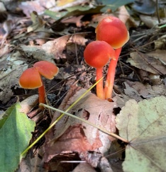 Orange Mushrooms