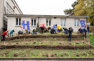 planting the upper terrace